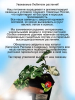 Хедера Белое Чудо плющ вариегатный