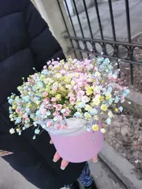 5 веток