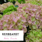 Белла Пич (Rembrandt Bella Pesche) р14 Европа весна 2027 г.