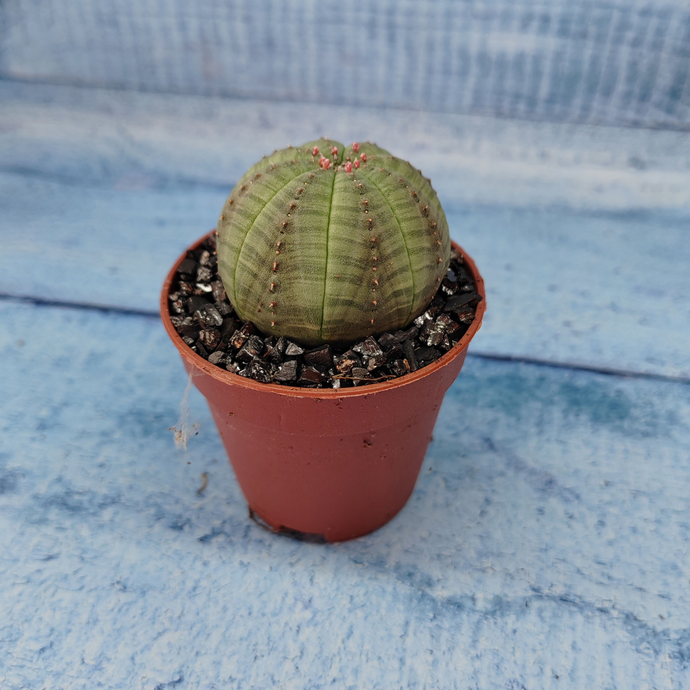 Euphoria Obesa (Эуфорбия)
