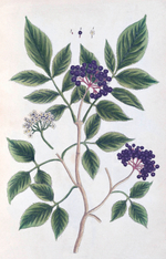 100 Flowers: One Hundred Postcards from the Royal Horticultural Society