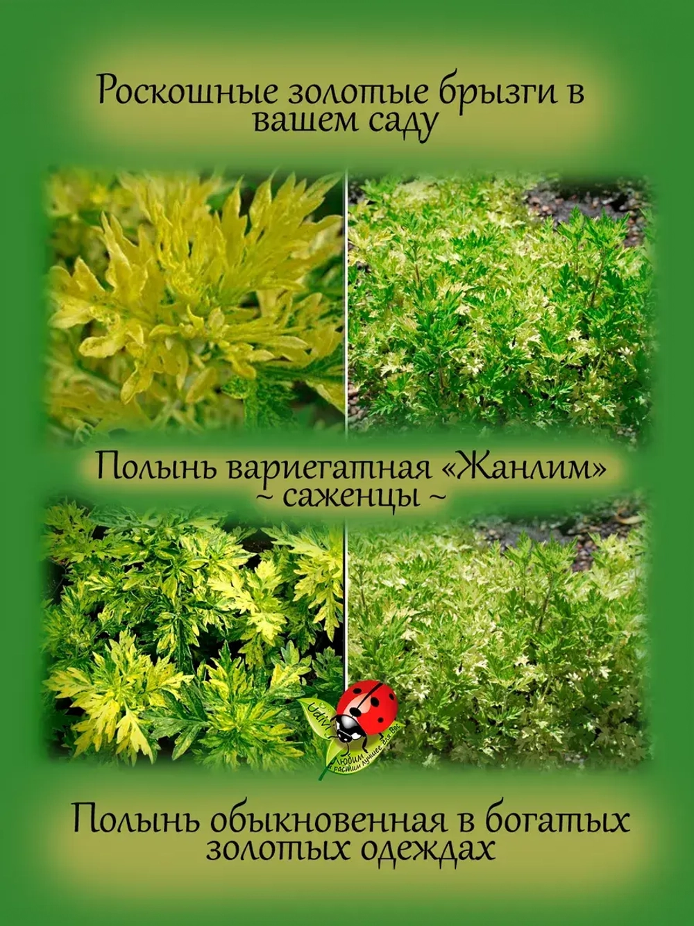 Полынь Жанлим вариегатная пёстролистная