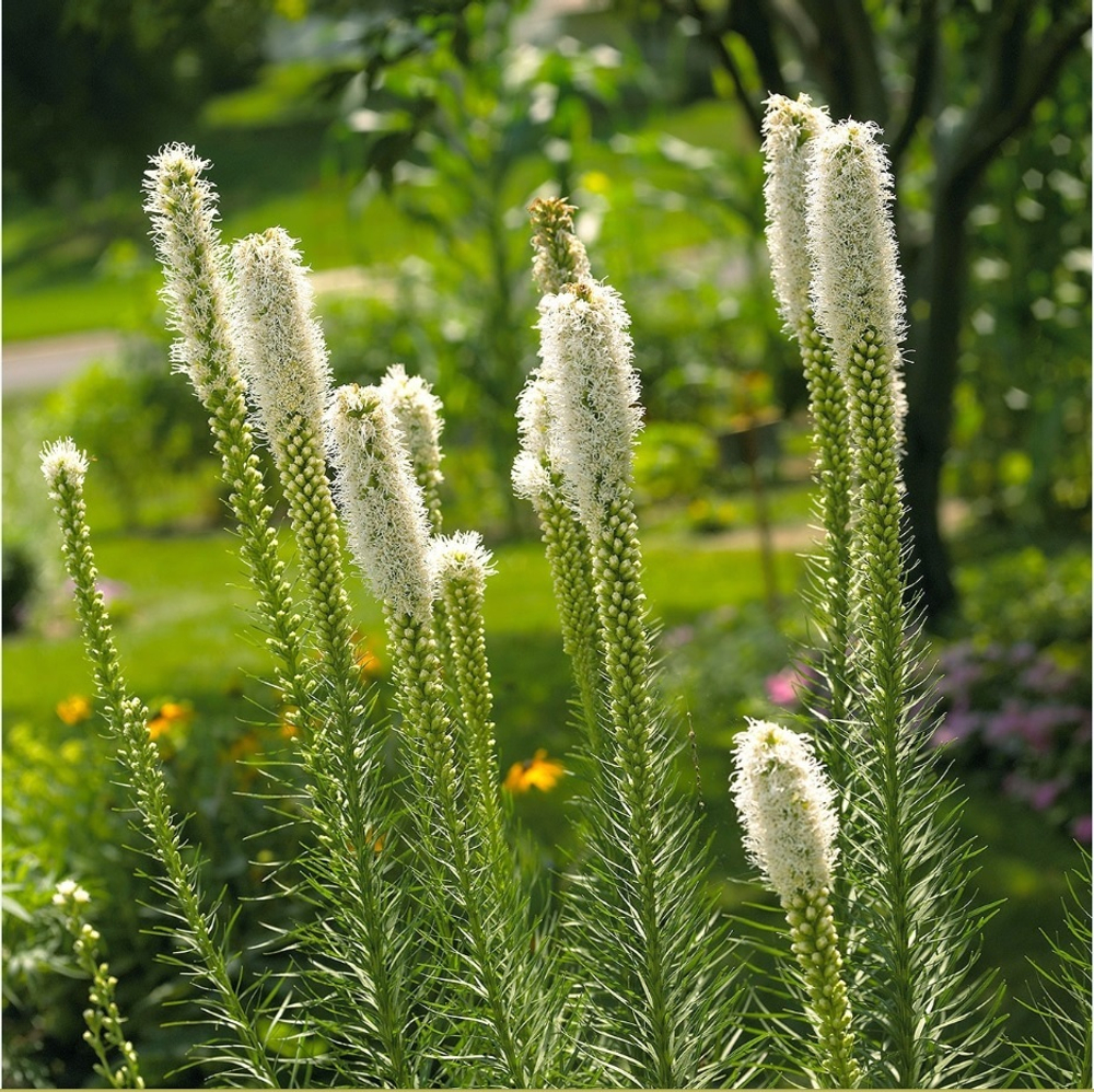 Лиатрис колосковый "Alba". Liatris spicata "Alba".