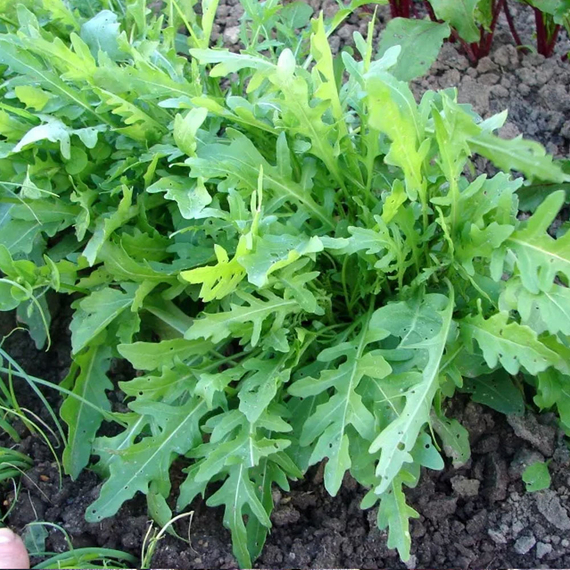 Рокет семена рукколы дикорастущей (Seminis / Семинис) – фото 1
