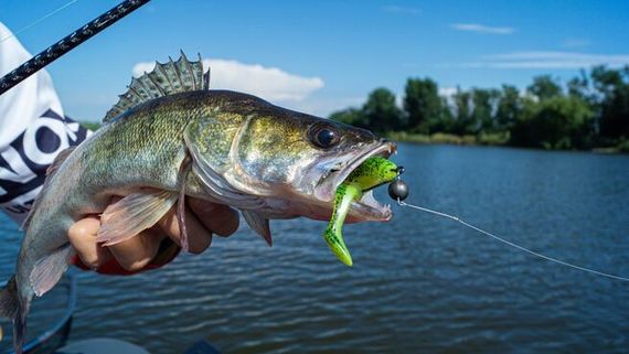 Виброхвосты LJ 3D Series Zander Paddle Tail 5.5in (14.00)/Z06 3шт.