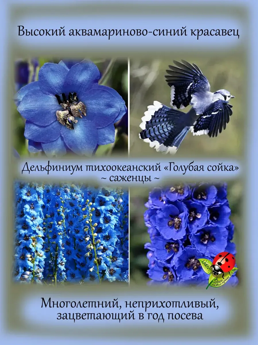 Дельфиниум Голубая Сойка Бенарис Пацифик Блю Джей Blue Jay