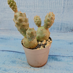 Tephrocactus Articulatus (Тефрокактус)