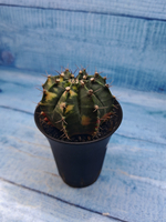 Gymnocalycium Variegata (Гимнокалициум Вариегатный)