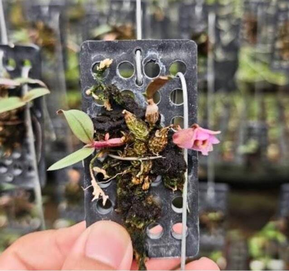 Орхидея DENDROBIUM FUSCIFAUCIUM