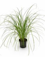 Мискантус китайский ‘Gracillimus’