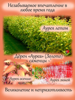 Дёрен Ауреа Золото декоративный кустарник