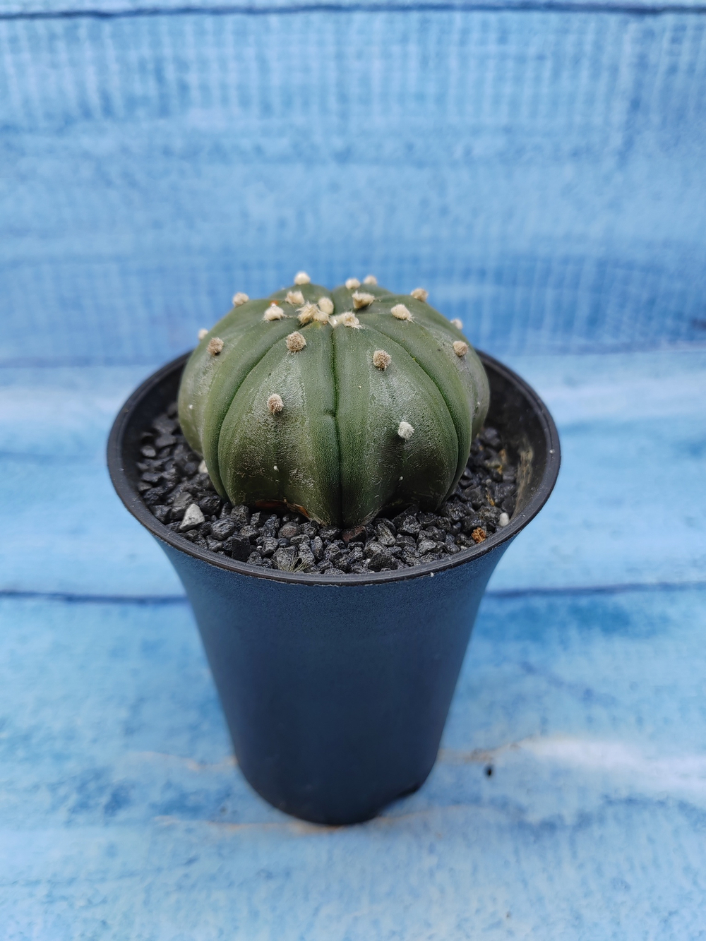 Astrophytum Asterias (Астрофитум)
