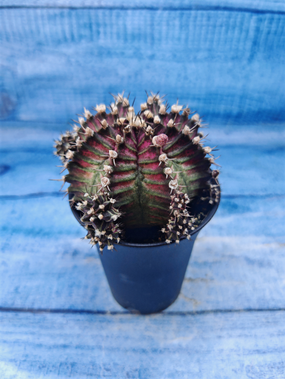 Gymnocalycium T-Rex Pink hybrid (Гимнокалициум T-rex)