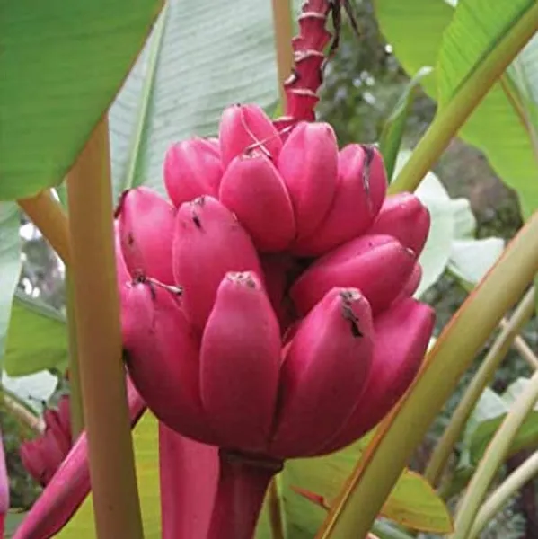 Банан (Musa velutina) семена 3 шт