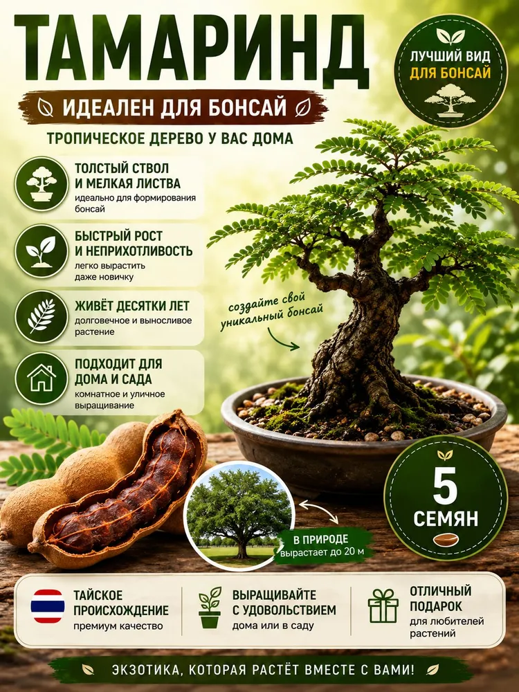 Тамаринд бонсай комнатный (Tamarindus Indica) семена 5 шт