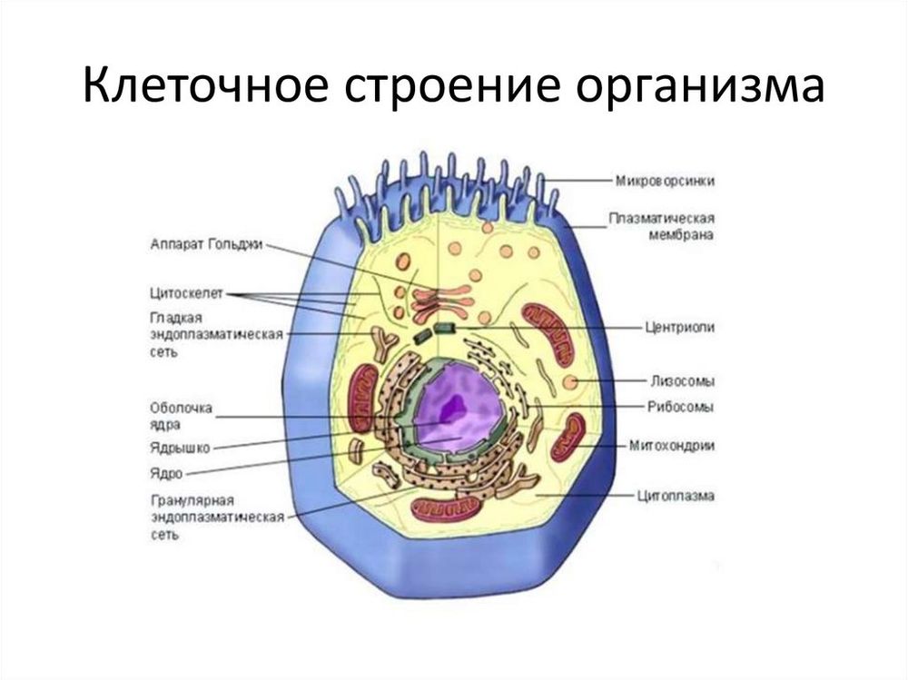 Вещества растений. Клеточное строение (12 табл.) — купить по ФГОС | Учебный стандарт