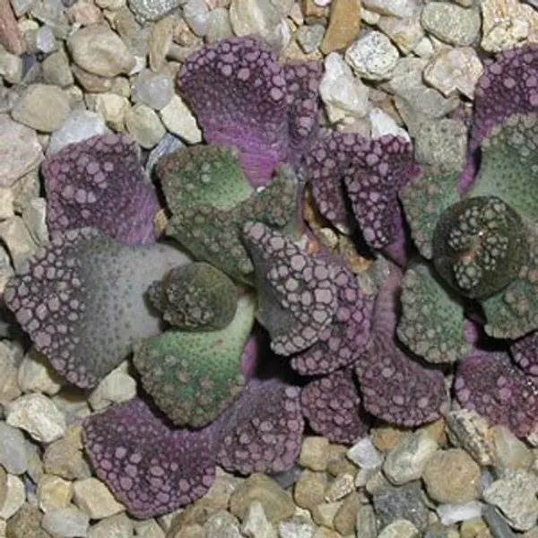 Титанопсис Известковый (Titanopsis Calcarea) семена 4 шт.