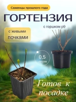 Литл Спуки гортензия метельчатая