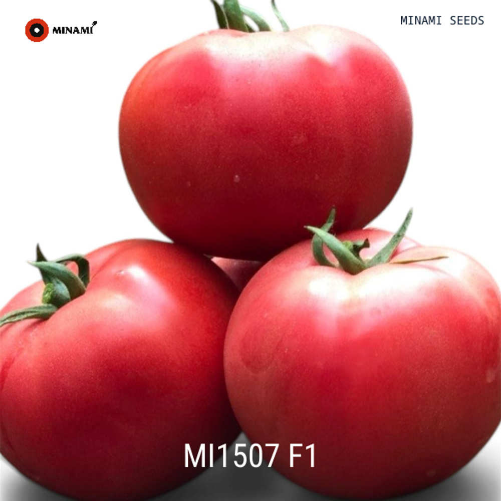 Томат розовый MI1507 F1 НОВИНКА!!!