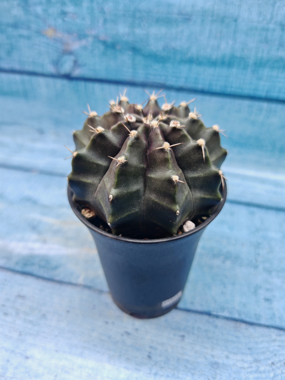 Gymnocalycium Mihanovichii black (Гимнокалициум)