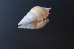 Ракушка тибия деликатула (Rostellariella delicatula)