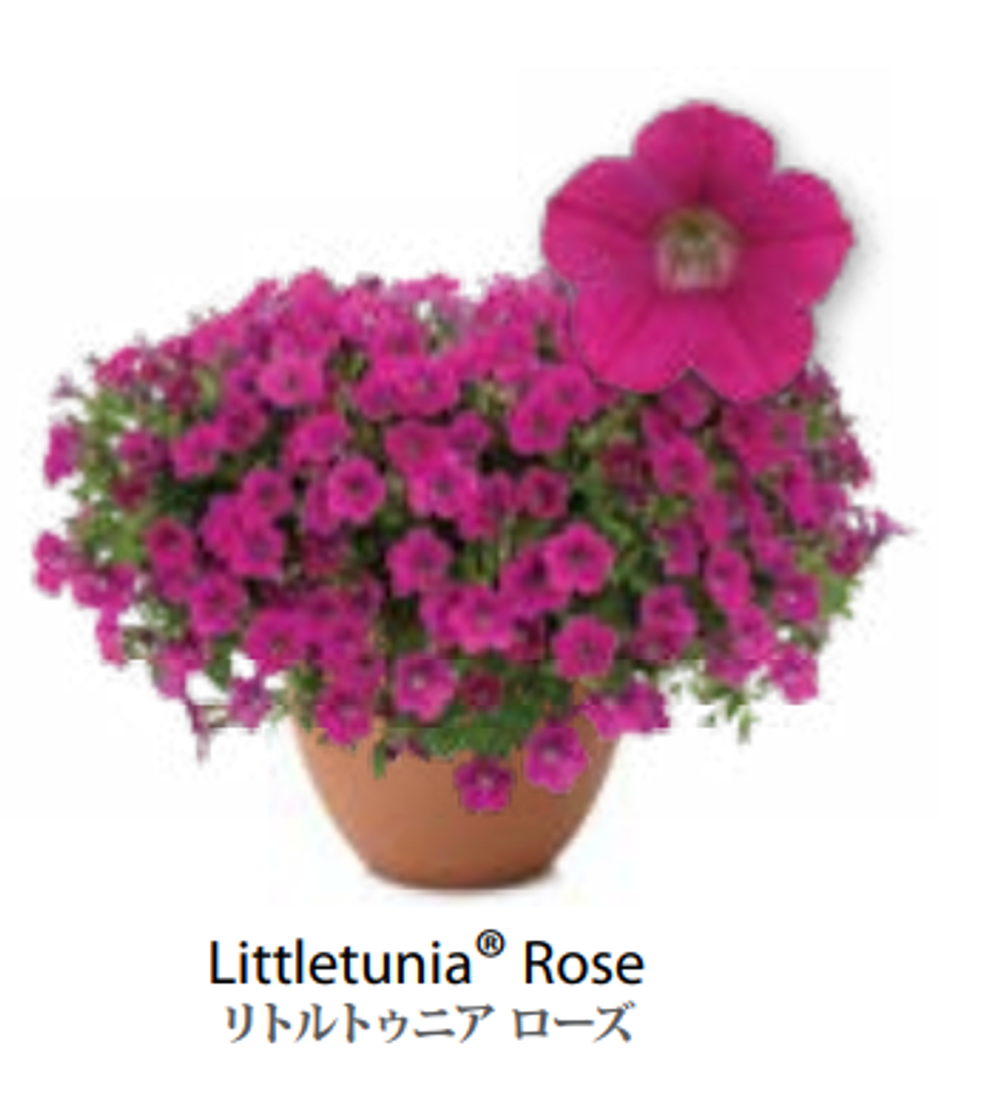 ЕВРО неукор Петуния LITTLETUNIA Rose ЕВРО НЕукоренный черенок (срезы) НОЯБРЬ поставка 3
