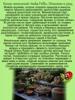 Колеус Индийские рюши Индиа Фриллс ампельный