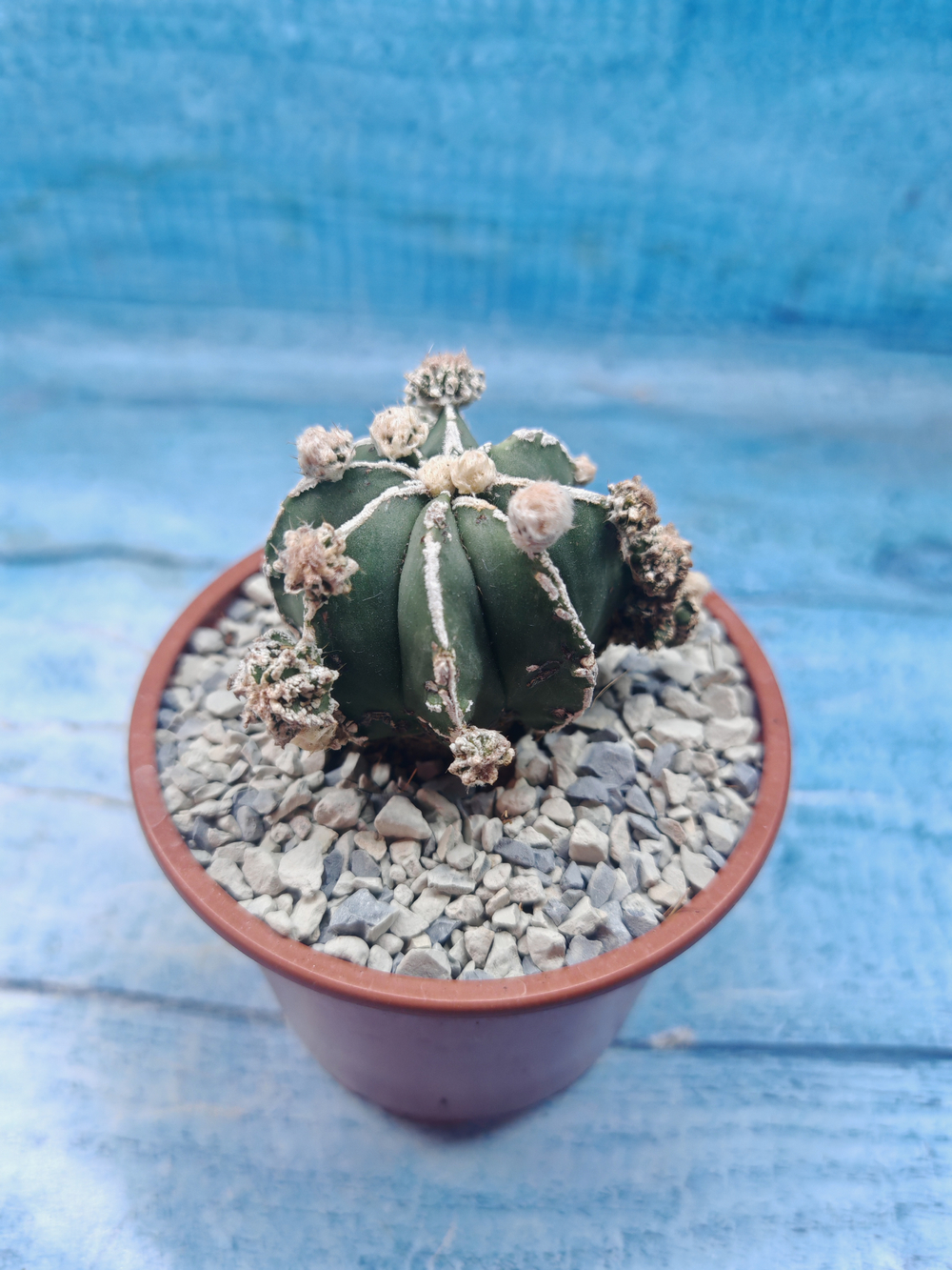 Astrophytum Myriostigma "Hakujo Fukuryu" (Астрофитум)