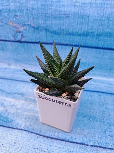 Haworthias Limifolia (Хавортия)