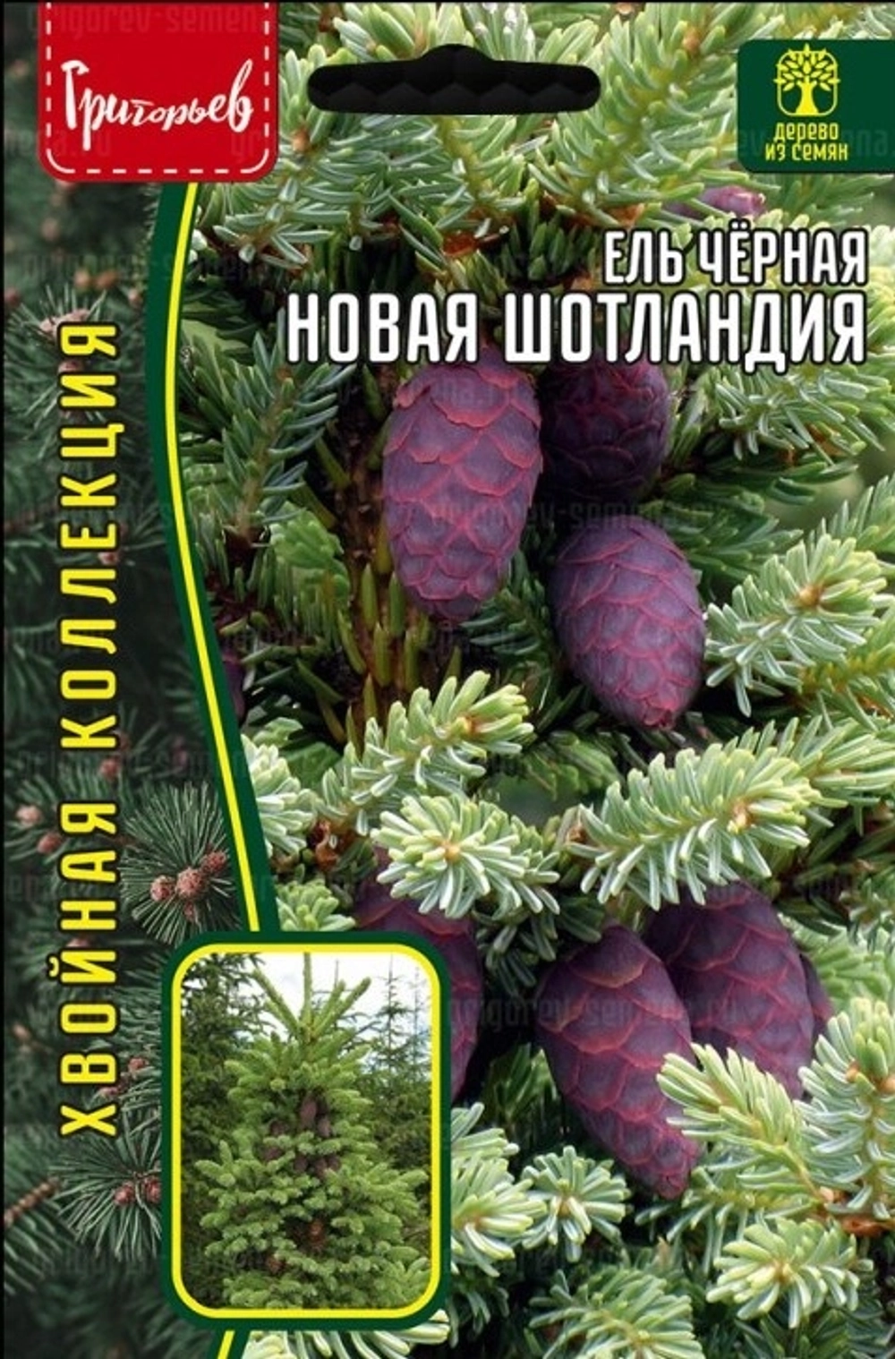 Ель Новая Шотландия черная 20шт (Ред.сем)