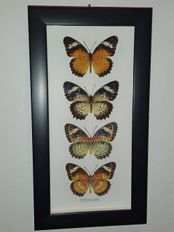 Бабочка Cethosia cyane в рамке