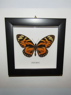 Бабочка Papilio zagreus в рамке