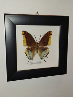 Бабочка Charaxes jasius в рамке