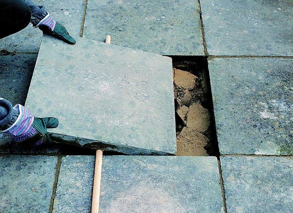 Муравьи выносят песок из-под плитки: как остановить и нужно ли Муравьи выносят песок из-под плитки: как остановить и нужно ли