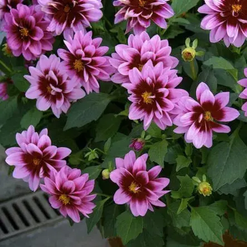 Георгина Dahlietta Surprise Demi Pink Bicolor G8