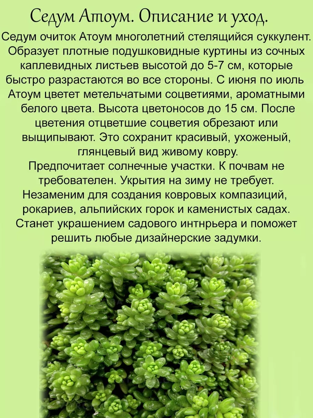 Седум Атоум коротколистный очиток многолетник