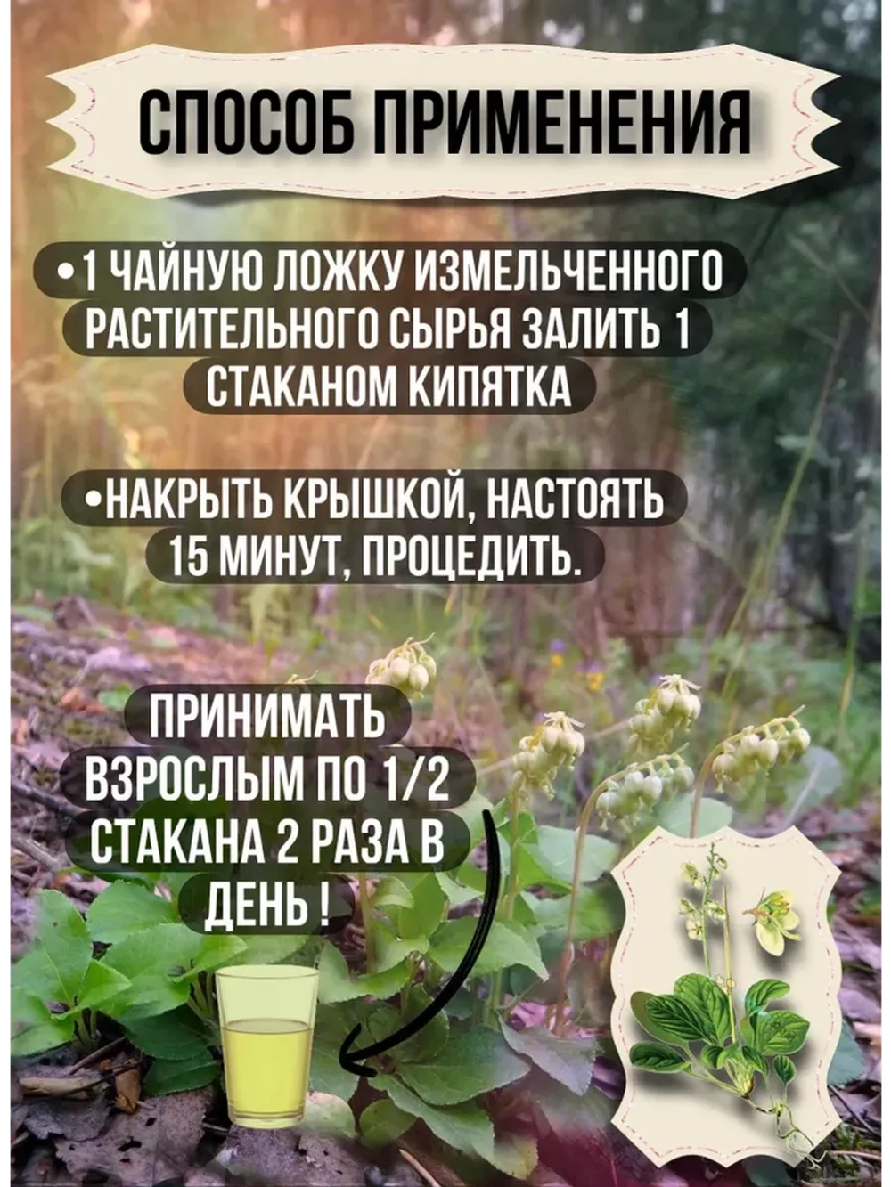 Боровая матка сушеная