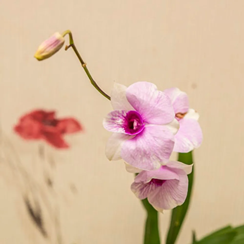 Дендробиум-Фаленопсис (Dendrobium Phalaenopsis) 4948
