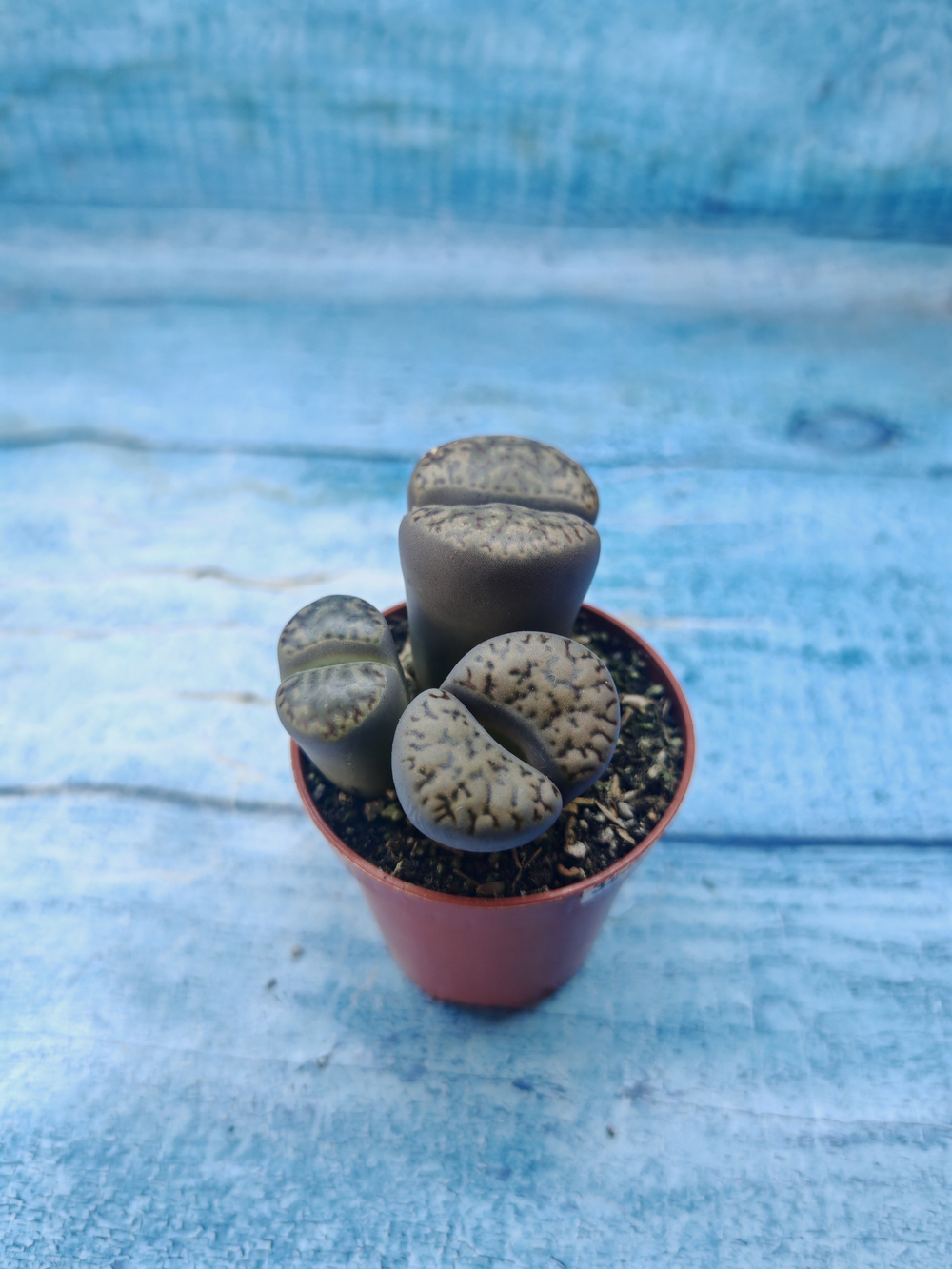 Lithops sp. (Литопсы)