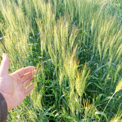 Пшеница Жуковского - Triticum Zhukovskyi