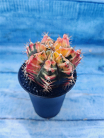 Gymnocalycium Variegata (Гимнокалициум Вариегатный)