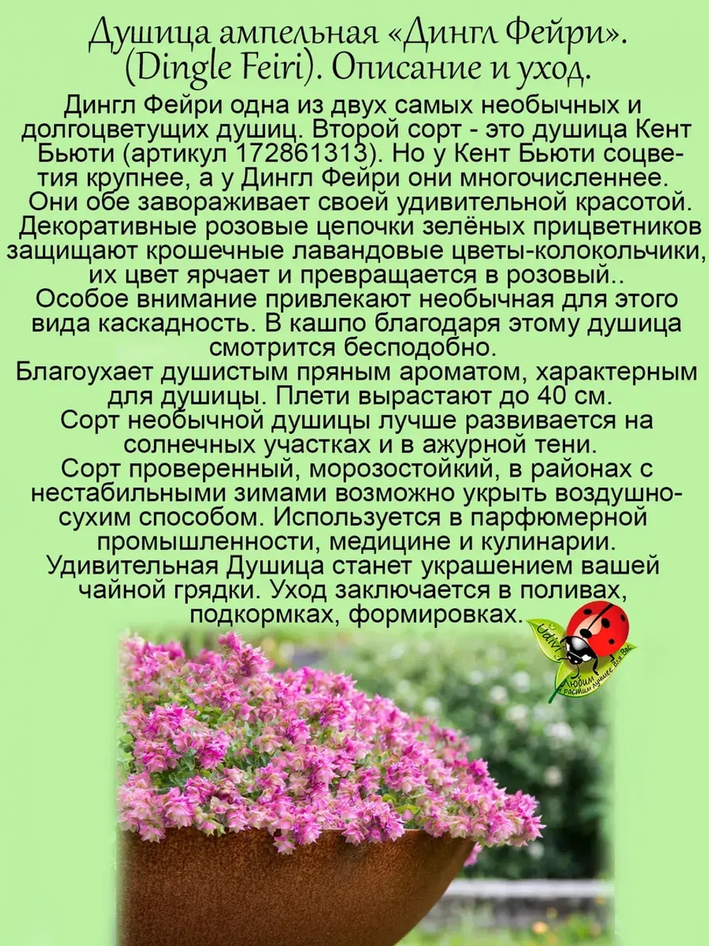 Душица Дингл Фейри ампельная