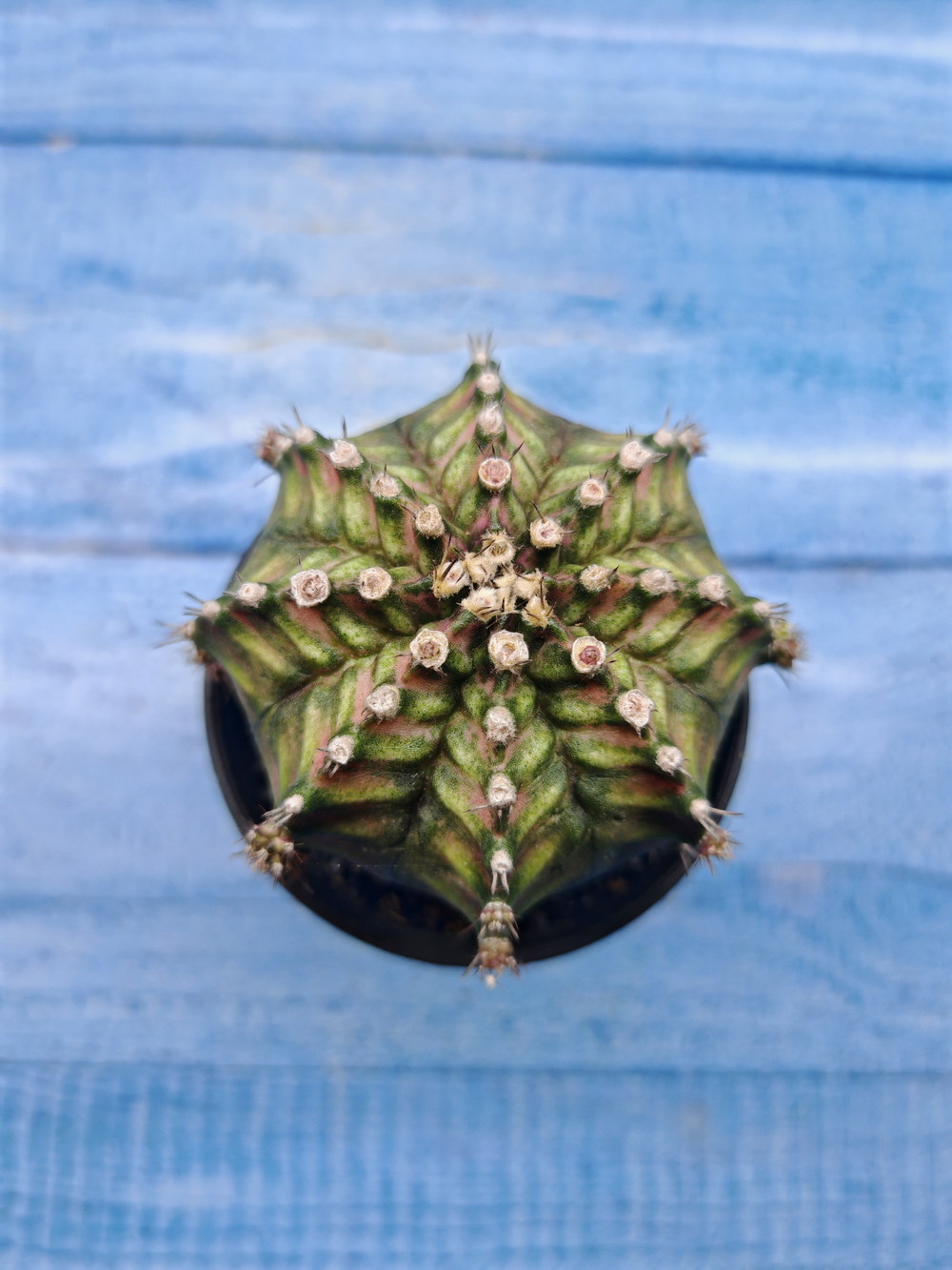 Gymnocalycium T-Rex Pink hybride (Гимнокалициум T-rex)