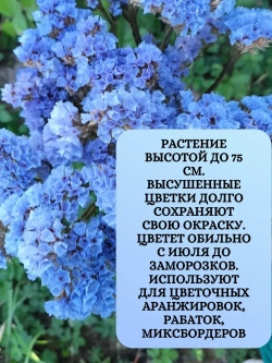 Семена Статица Суприм голубая - 1 грамм