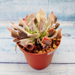 Echeveria Trumpet Pinky (Эхеверия)