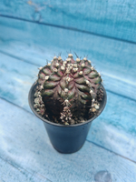 Gymnocalycium T-Rex Pink hybride (Гимнокалициум T-rex)