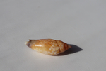 Раковина Стромбус дентатус (Tridentarius dentatus)
