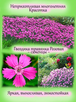 Гвоздика травянка Розовая многолетняя