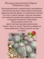 Молодило реснитчатое Бориса каменная роза