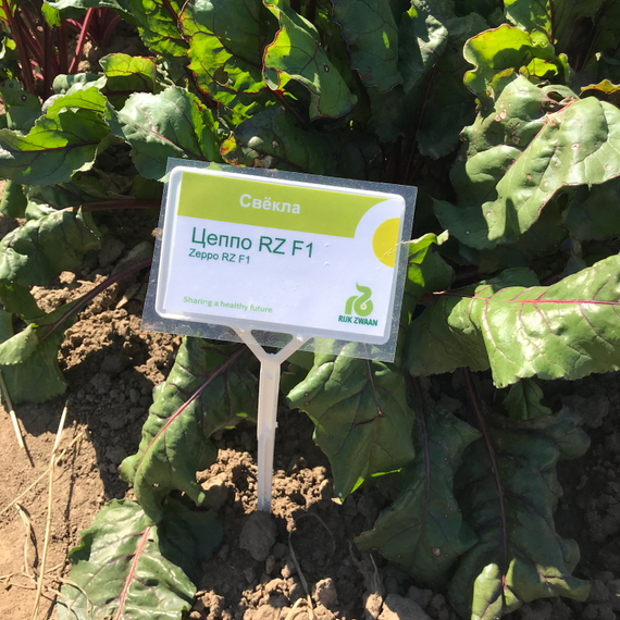 ЦЕППО F1 семена свеклы (Rijk Zwaan | Alexagro) – фото 9